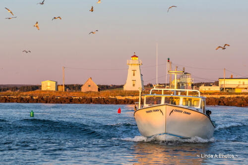 Lobster Boats .... working harbours bringing in shellfish, oysters, mussels, and more