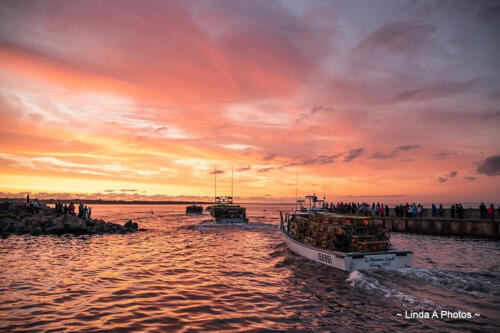 Lobster season opening day ... early morning viewing