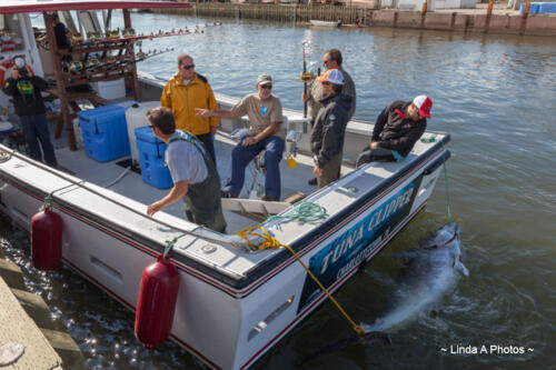 Fishing - cod, trout, mackerel, smelt, bass, perch, herring ...