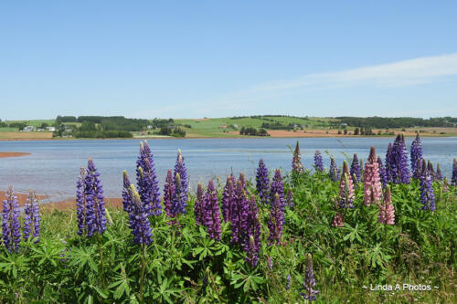 Lupins abound on the island