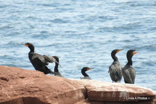 Shoreline birds ... Cormorants