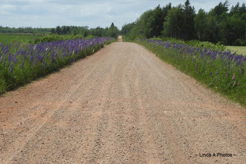 Red dirt roads and Lupins ... commonplace