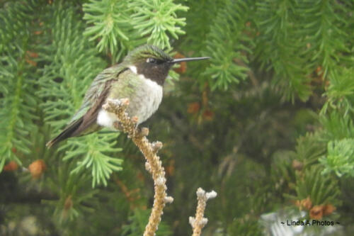 Birding ... plenty of sightings