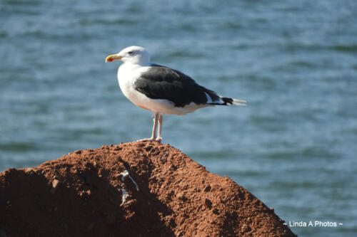 Birding ... plenty of sightings