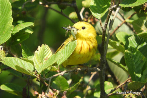 Birding ... plenty of sightings