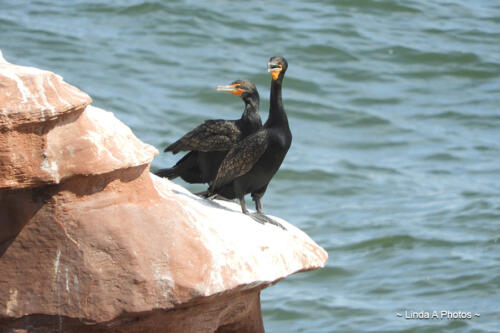 Shoreline birds