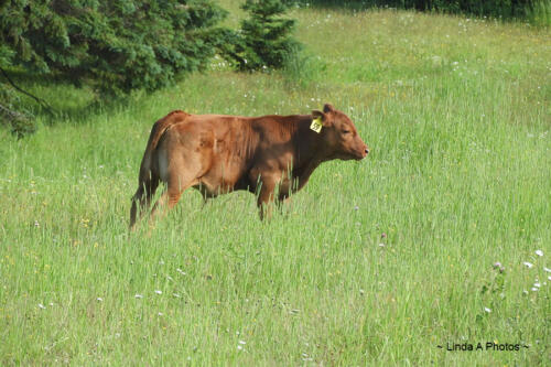 Moooving into Granville ?