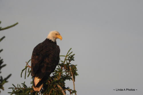 Eagles ... often found in GOTW