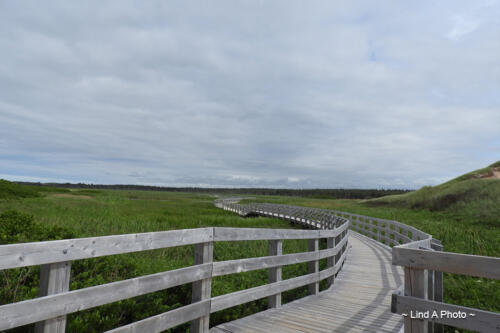 Boardwalk in Greenwich section of PEI National Park